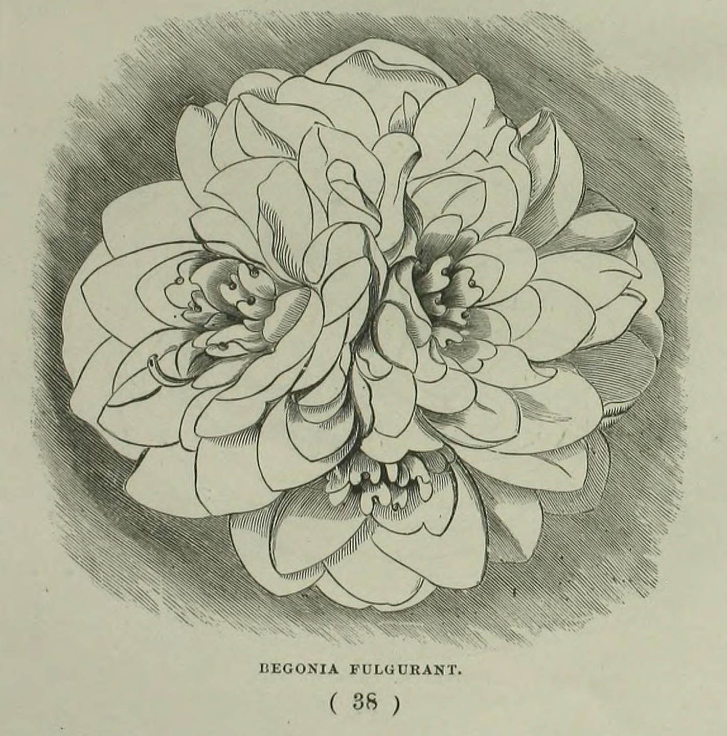 B. ‘Fulgurant’